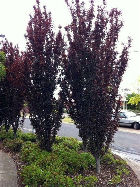 Narrow Trees For Small Yards that Pack a Punch | Small yard landscaping, Ornamental trees ...