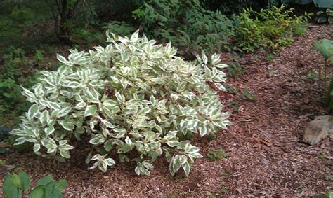 Variegated dogwood shrub in my garden | Garden Beauties | Pinterest