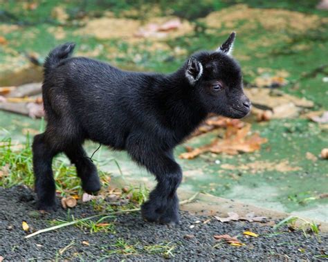 Kidding Around at Beardsley Zoo - ZooBorns