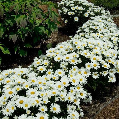 'Snowcap' Shasta Daisy | Leucanthemum | GreatGardenPlants.com | Garden ...