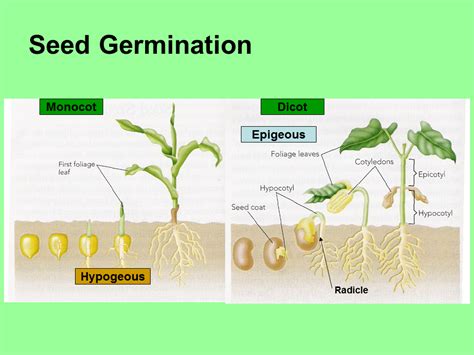 Seed Germination