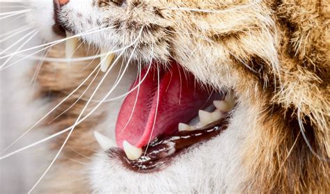 6 Ways to Keep Cats Teeth Clean (With & Without Brushing)