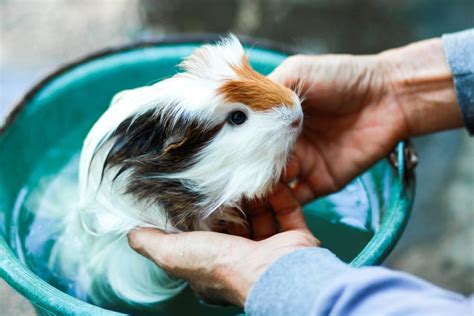 Can You Bathe a Guinea Pig? » Petsoid