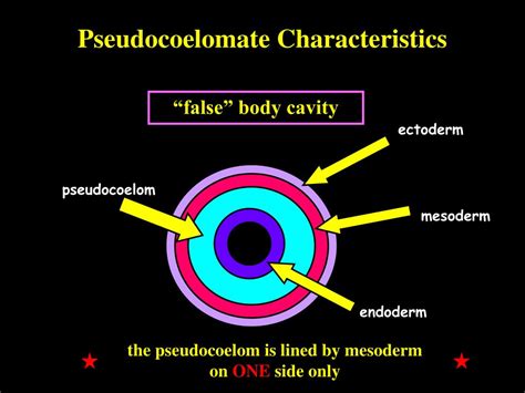 PPT - Gnathiferans and Smaller Lophotrochozoans PowerPoint Presentation ...