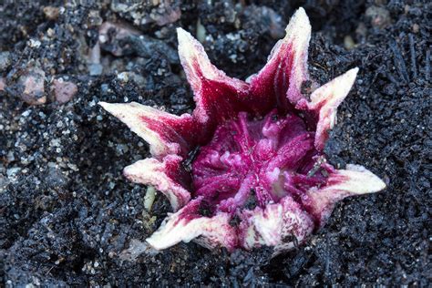 Weird 'underground' flower has evolved to look like a mushroom | New Scientist