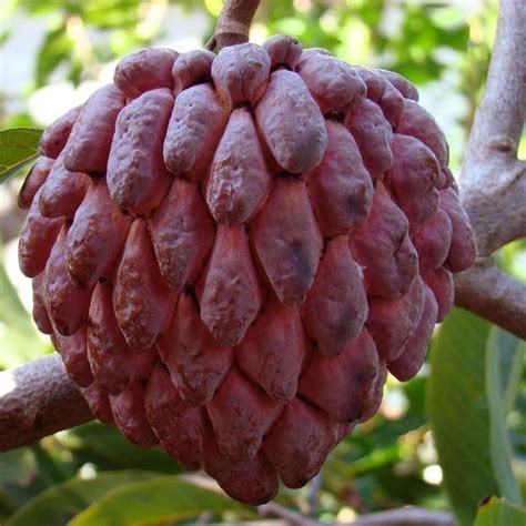 Semillas de Cherimoya rojo RARO (Annona reticulata) - Precio: €4.95