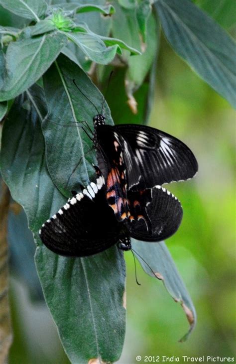 India Travel Pictures | Butterfly Park, Bannerghatta, Bangalore