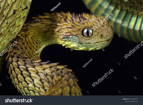 Hairy Bush Viper Atheris Hispida Stock Photo 1324425077 | Shutterstock