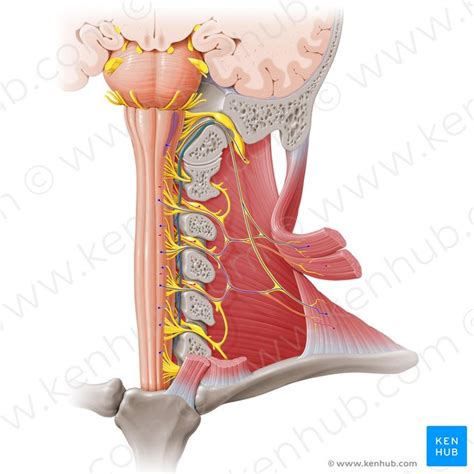 Accessory nerve (CN XI): Anatomy, pathways and function | Kenhub