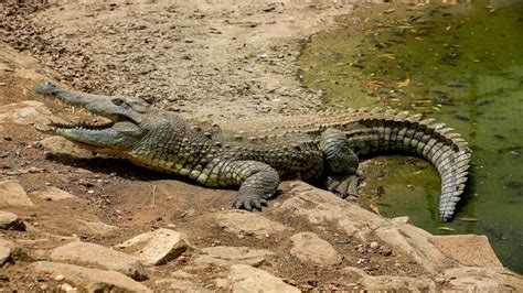 Is Ethiopia to blame for Nile crocodiles appearing in Khartoum? - Al ...