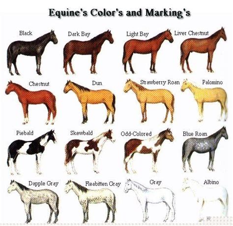 Anatomy of a Horse | Horse color chart, Horse coloring, Horse breeds