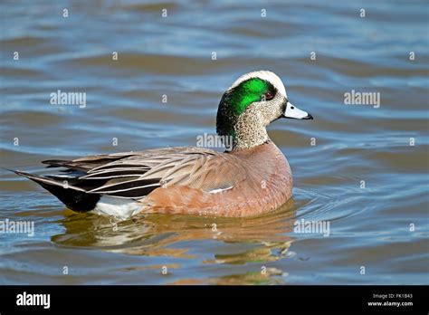 Male American Wigeon Stock Photo - Alamy