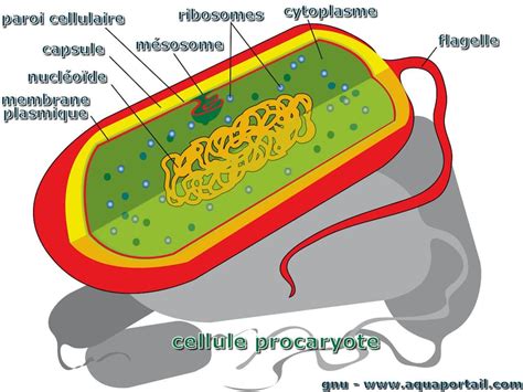 Mésosome : définition et explications