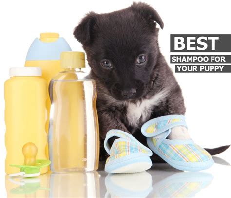 The Top 5 Best Puppy Shampoos