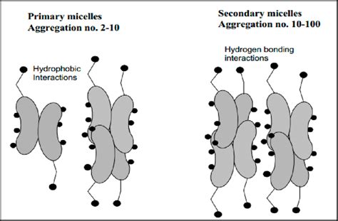 Primary and secondary aggregation model of bile salt micelles [18]. | Download Scientific Diagram