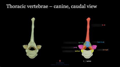 Thoracic vertebrae canine (caudal) Diagram | Quizlet