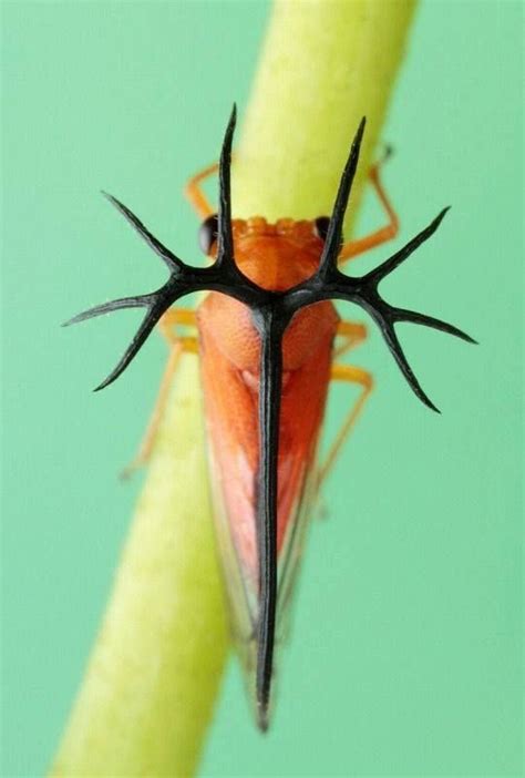 A Book of Rather Strange Animals on Twitter in 2020 | Insects, Weird animals, Beautiful bugs