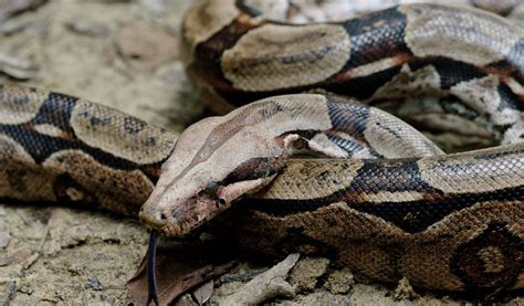 Anaconda Snake - Facts, Diet & Habitat Information