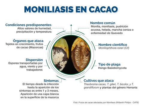 La moniliasis del cacao: características, colores, causas y fungicidas para su control ...