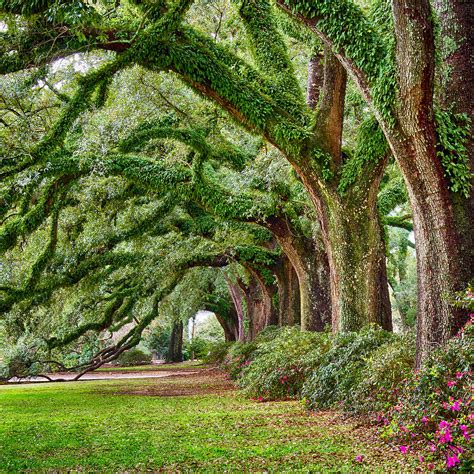 Ancient Oaks Photograph by Robert Hainer | Fine Art America