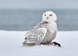 Snowy owl - Wikipedia