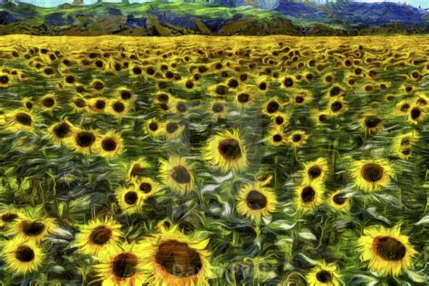 Sunflower Field Vincent Van Gogh - License, download or print for £37. ...