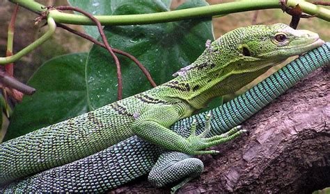 Animal Facts & Trivia: Monitor Lizards: the tropical predators