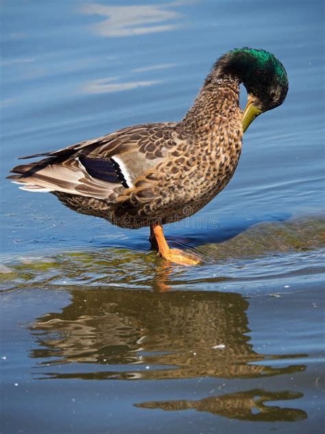 Male Mallard Duck Spreading Its Beautiful Blue Speculum Wings after ...