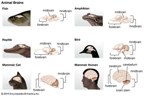 fish: brain - Kids | Britannica Kids | Homework Help