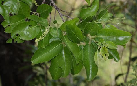 Terminalia chebula Retz. | Plants of the World Online | Kew Science