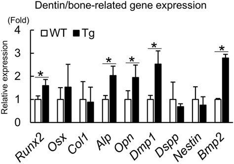 Gene expression analysis. In upper first molars of 4-week-old Fam20C-Tg... | Download Scientific ...