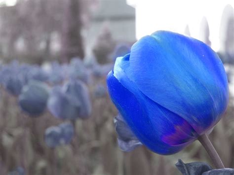 Blue Tulip | A photoshopped blue tulip. | Nedko Ivanov | Flickr