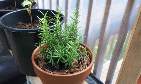 How to Grow Rosemary Indoors Year-Round