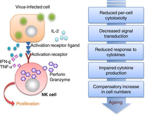 Natural killer cells (NKC) - Overall Science