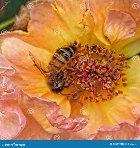 Bee on Rose stock photo. Image of single, flowers, attractive - 105612908