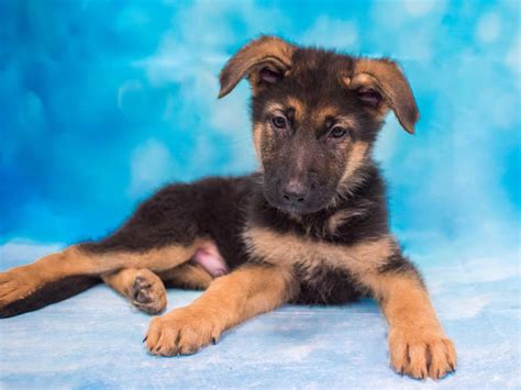 German Shepherd - Pet City Pet Shops