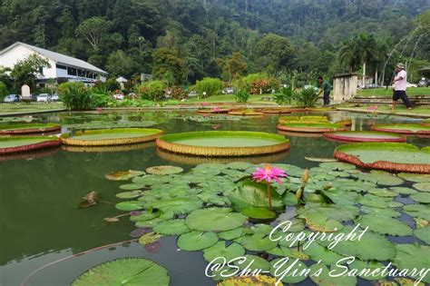 Shu-Yin's Sanctuary: A Short Morning Stroll @ Penang Botanical Gardens