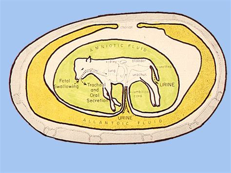 Parturition Images