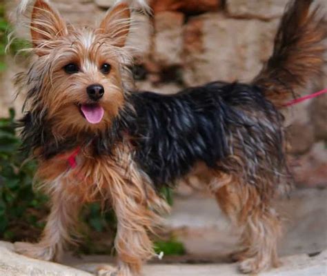 40 Different Exciting Types of Yorkie Mixes - K9 Web