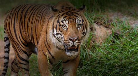 Tiger | San Diego Zoo Wildlife Alliance