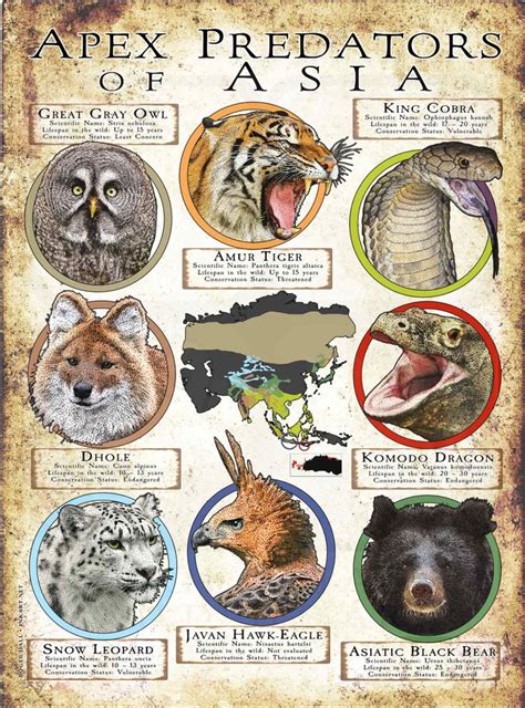 Apex Predators of Asia Poster Print in 2024 | Apex predator, Dangerous animals, Wild animals ...