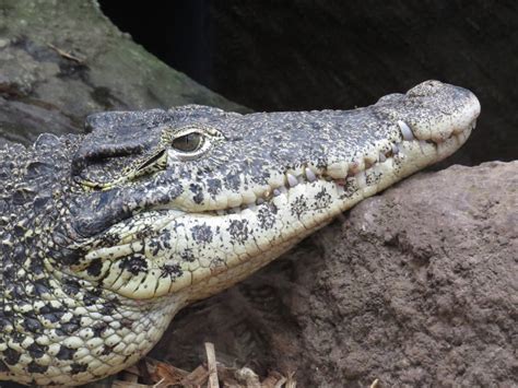 Cuban crocodile, June 2015. - ZooChat