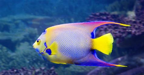 Angelfish - A-Z Animals