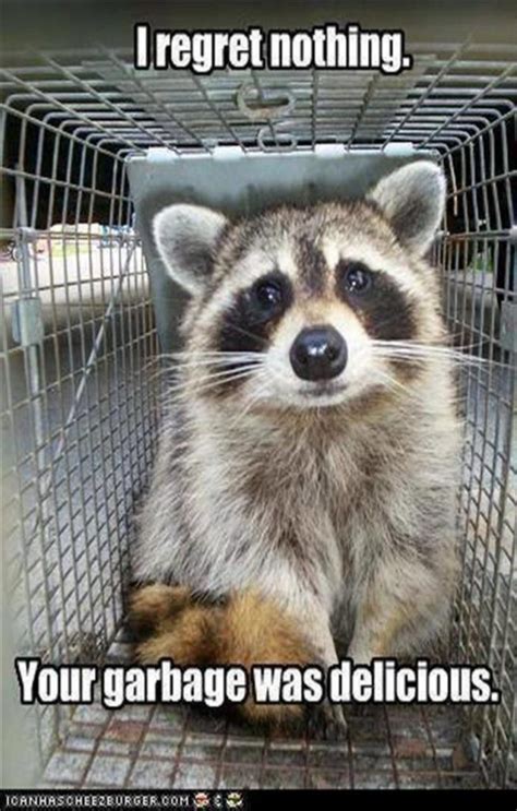 10 Funny Raccoon Memes Will Make You Smile Alone | Raccoon funny, Cute ...