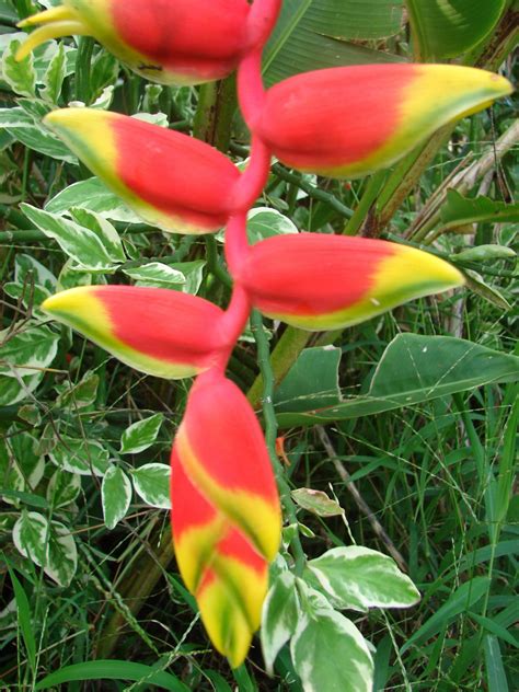 Emerald Islands - Andaman & Nicobar: Flora & Fauna of Andamans