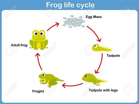 Coloring Page Life Cycle Of Frog Sequence Of Stages O - vrogue.co