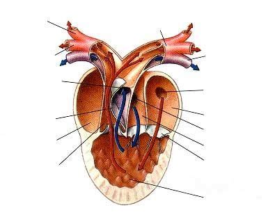 Frog Heart Anatomy