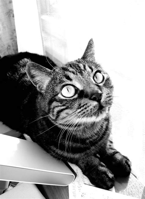 Grayscale | Cats, Animals, Pets