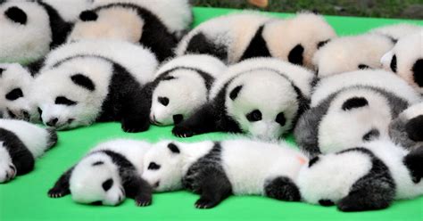 23 Adorable Panda Cubs Met The Public For The First Time | HuffPost News