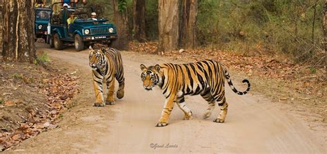 tadoba tiger safari with mumbai pune adventures - MumbaiPuneAdventures